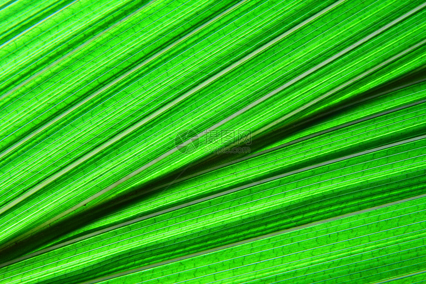 绿叶纹理热带气候棕榈环境植物水平绿色宏观园艺框架图片