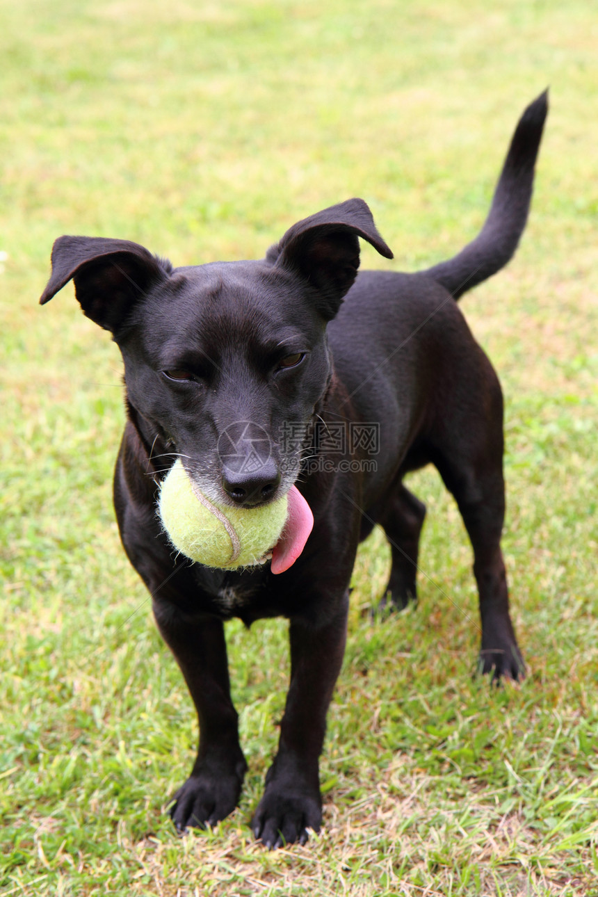 黑狗网球运动员短跑动物宠物跑步猎犬耳朵犬类微笑舌头乡村图片