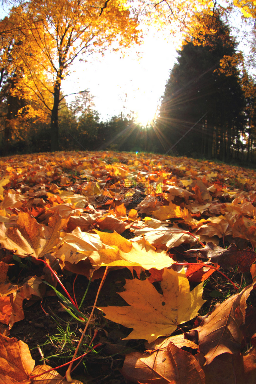 秋季假期环境顶峰收藏森林季节老化植物花园金子刷子图片