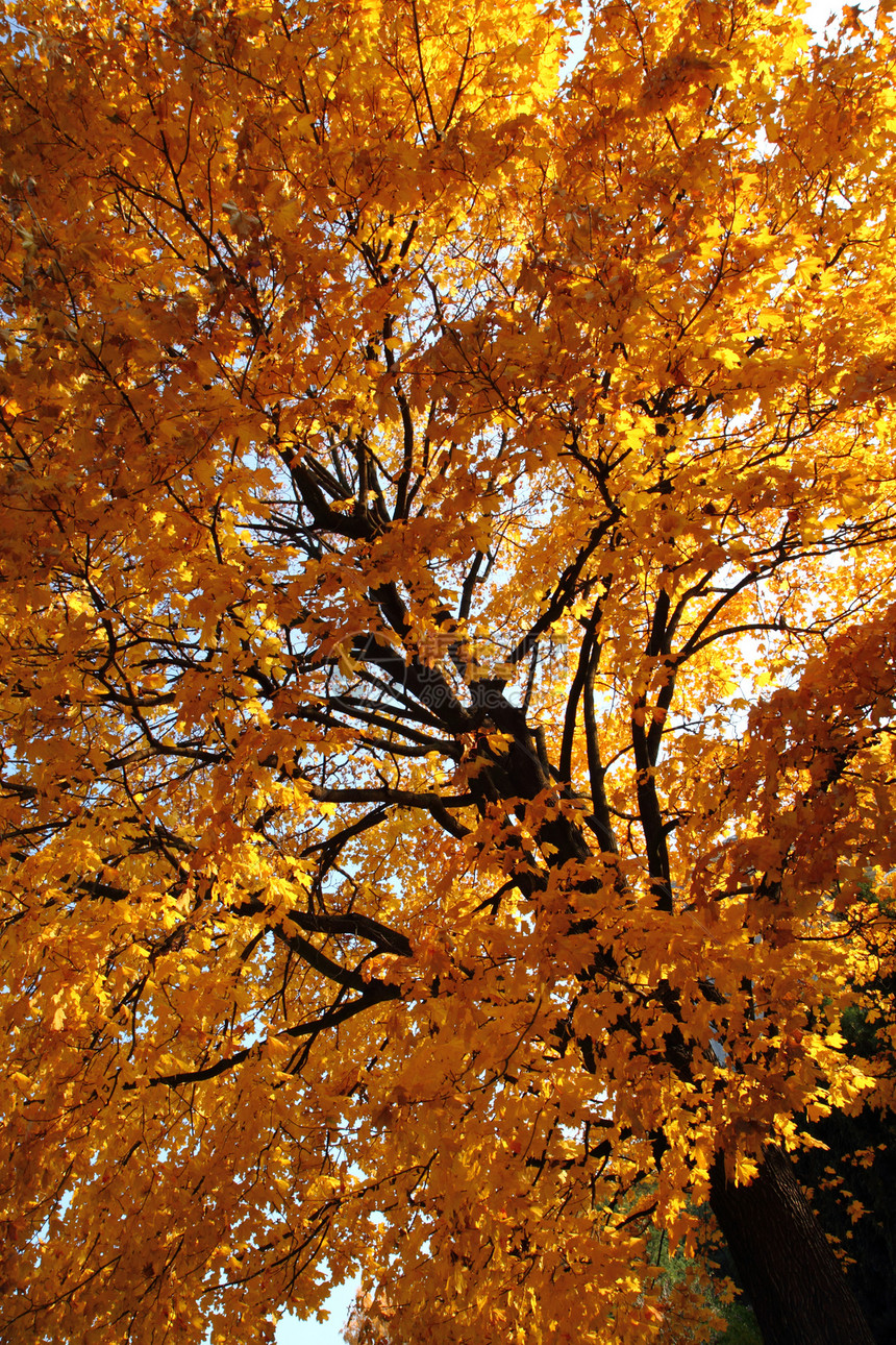 秋季假期叶子植物森林橙子橡木季节圆圈花瓣棕色损失图片