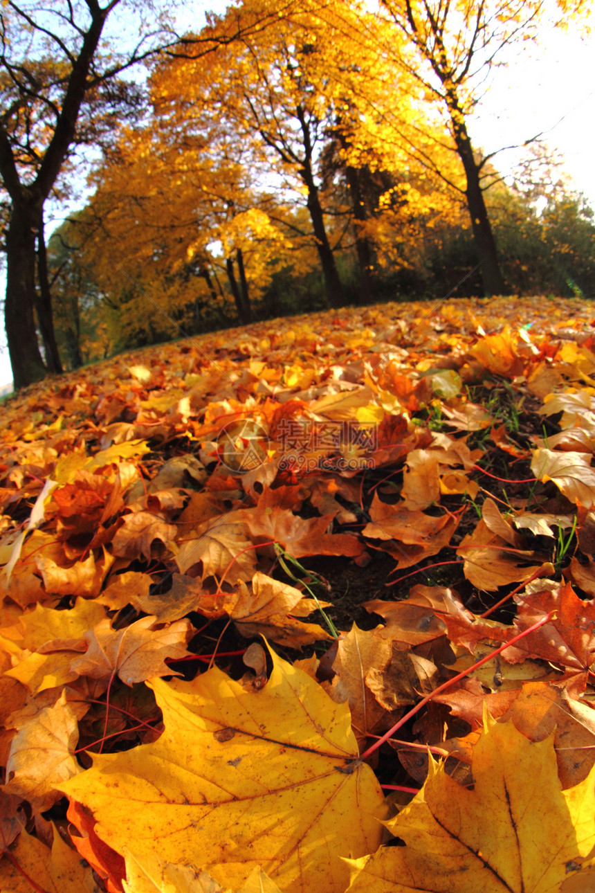 秋季假期收藏金子土地叶子环境花园植物生活顶峰刷子图片