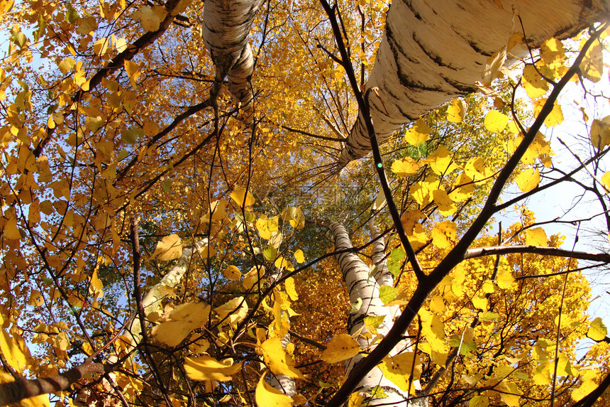 秋树黄色橙子树木棕色损失植物衬套花瓣叶子森林图片
