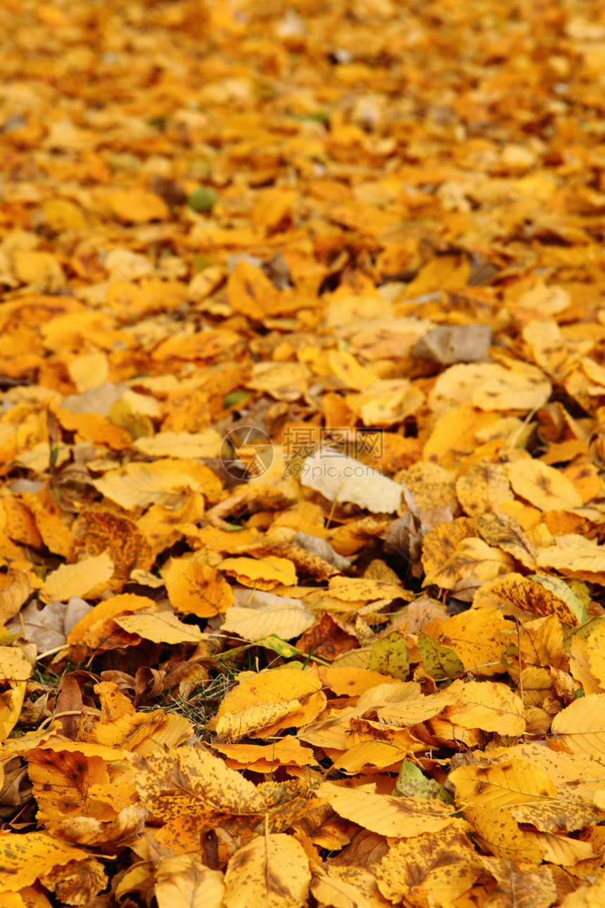 秋叶的颜色老化刷子环境生活金子森林植物叶子收藏墙纸图片