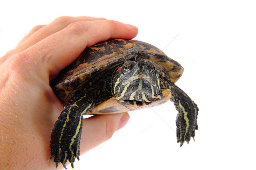 乌龟在手中图片
