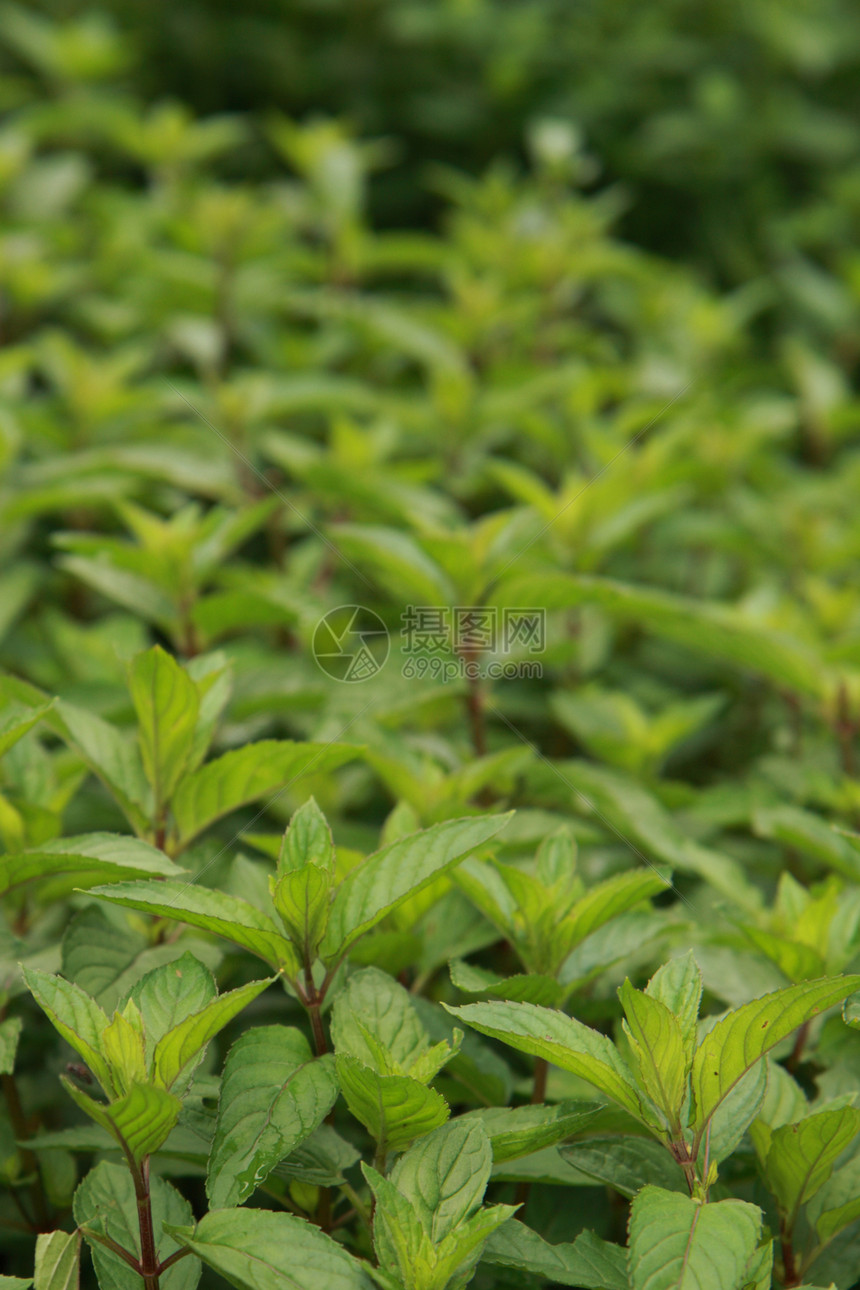 绿色薄雾背景花园温室地球环境阴影植物植物学墙纸生态绿色植物图片