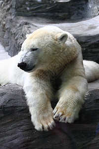 北极熊游泳荒野野生动物墙纸食肉威胁海洋游泳者力量栖息地背景图片
