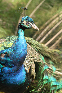 孔雀  头照片羽毛蓝色男性动物背景图片