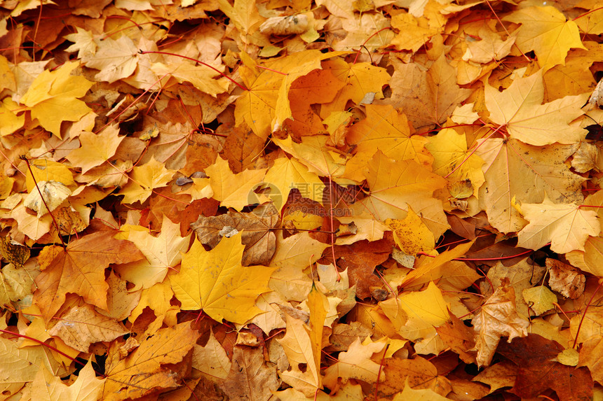 秋季假期顶峰生活刷子收藏土地老化墙纸叶子橙子金子图片