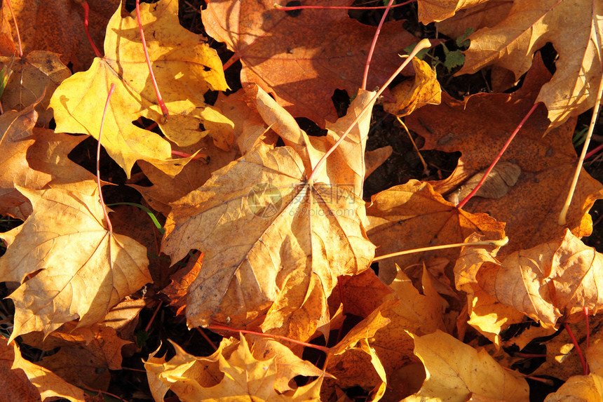 秋季假期老化顶峰花园金子墙纸季节橙子土地环境收藏图片