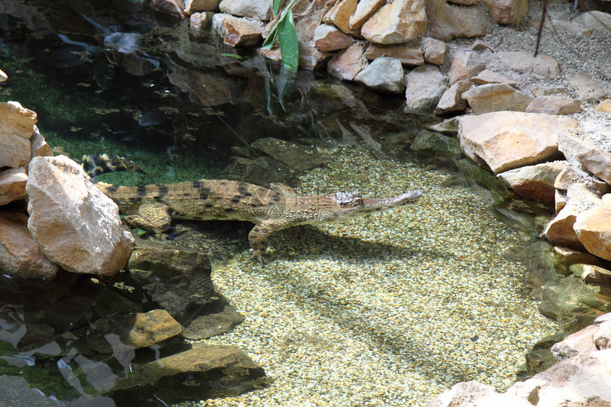 农场里的鳄鱼野生动物游泳危险捕食者反射绿色热带眼睛棕色黄色图片