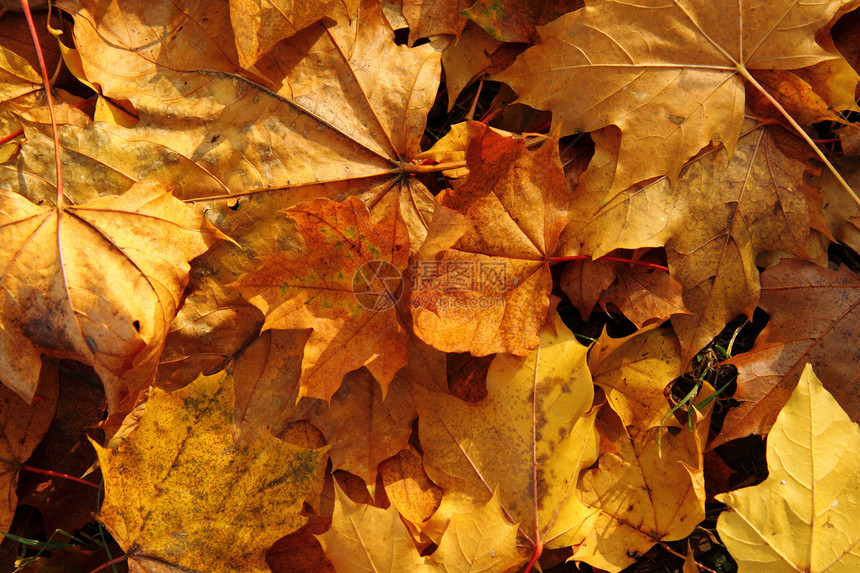 秋季假期金子墙纸橙子收藏土地刷子叶子生活植物顶峰图片