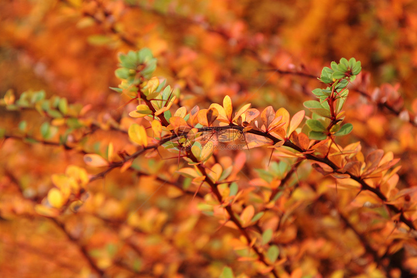 秋季假期收藏叶子花园植物老化墙纸金子环境刷子橙子图片