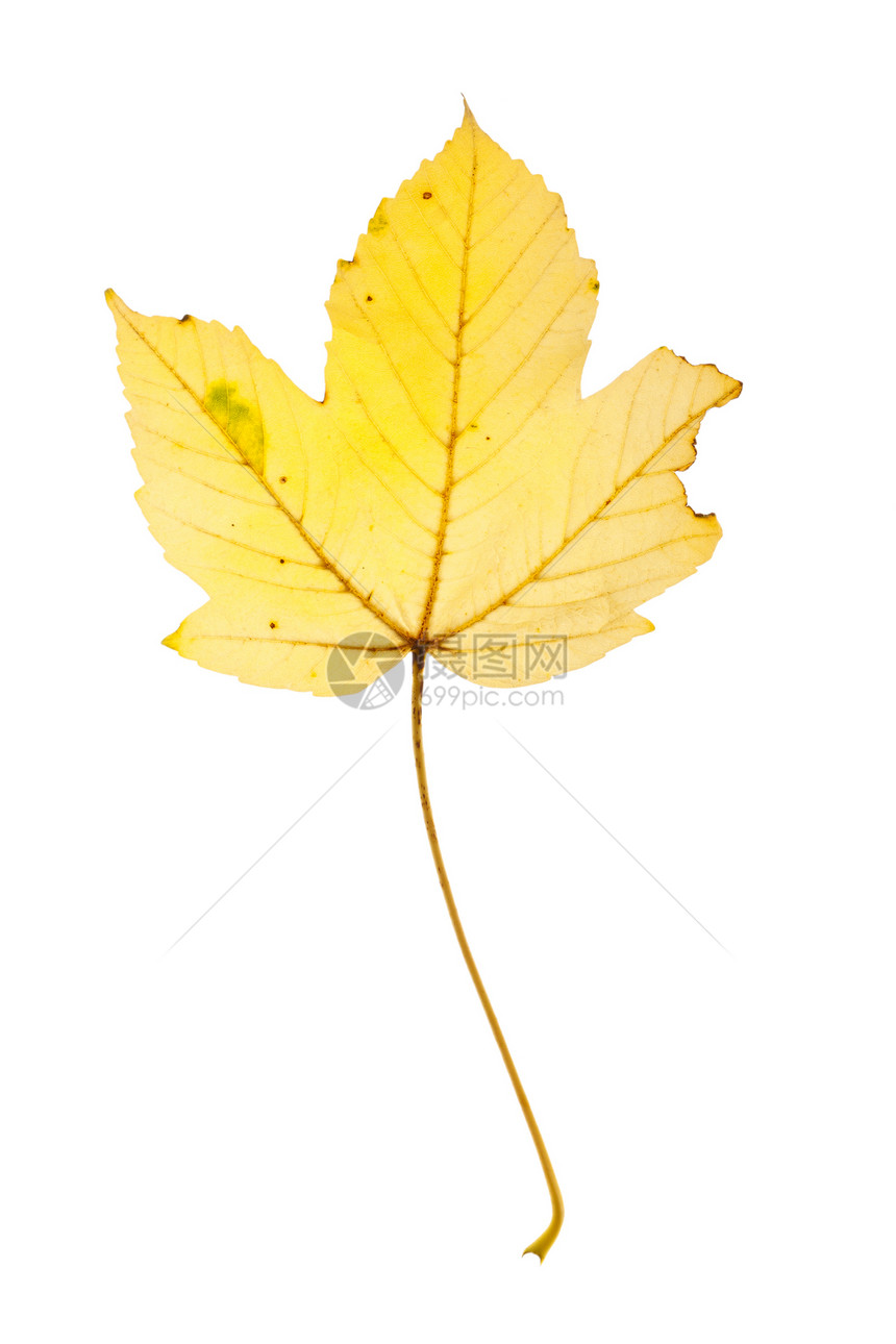 秋叶绿色荚蒾黄色红色季节花园树叶宏观橙子快乐图片