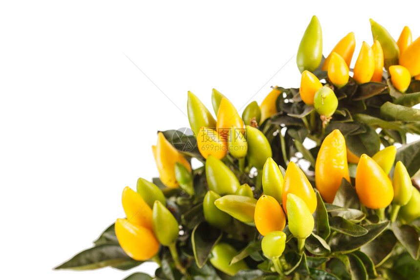 小黄胡椒烹饪美食味道香料盆栽寒冷饮食绿色营养蔬菜图片