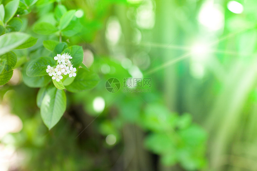 春天的白花树叶阳光季节横梁农场花园衬套环境叶子宏观图片