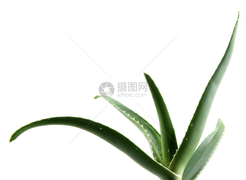芦荟叶生长绿色皮肤沙漠治愈芦荟花植物脊柱植物学愈合图片