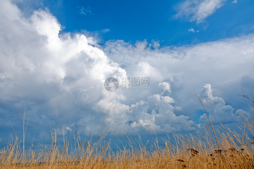 金秋秋草稻草白色蓝色乡村土地牧场环境植物群天空场地图片