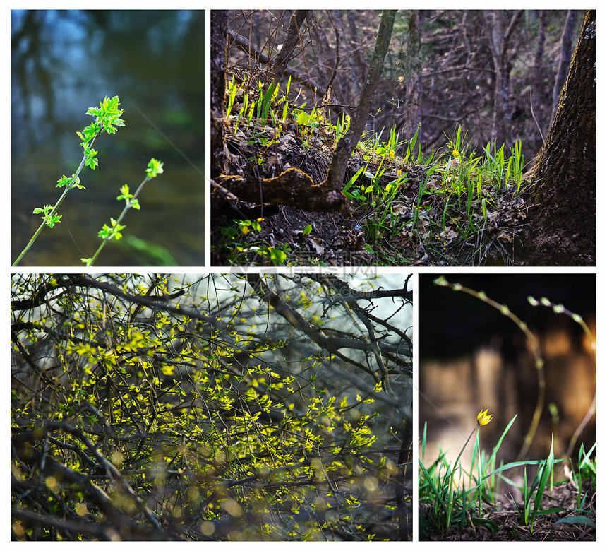 春林拼贴画乡村环境绿色收藏荒野叶子活力生态木头图片