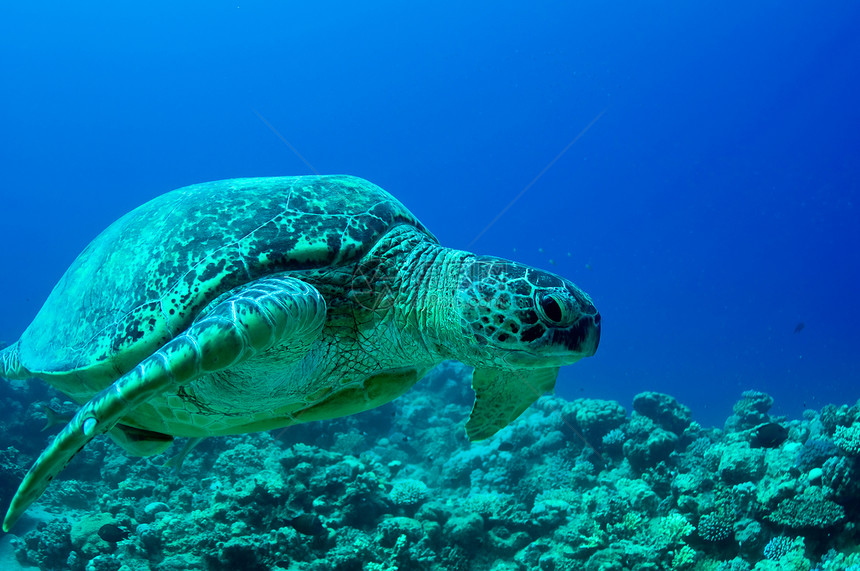 海绿色海龟爬虫游泳热带荒野蓝色野生动物海洋两栖动物旅行图片