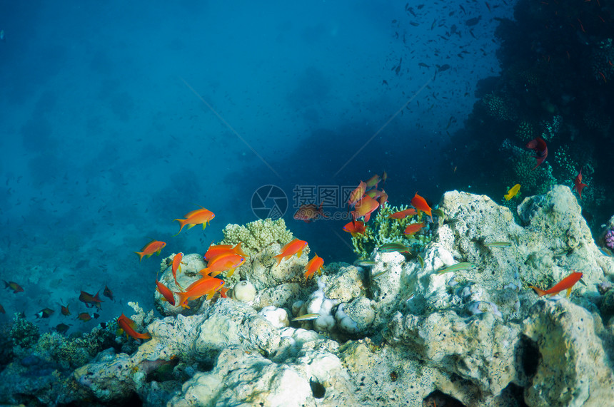 珊瑚礁和热带鱼类海洋野生动物珊瑚阳光荒野殖民地舞蹈运动绿色蓝色图片