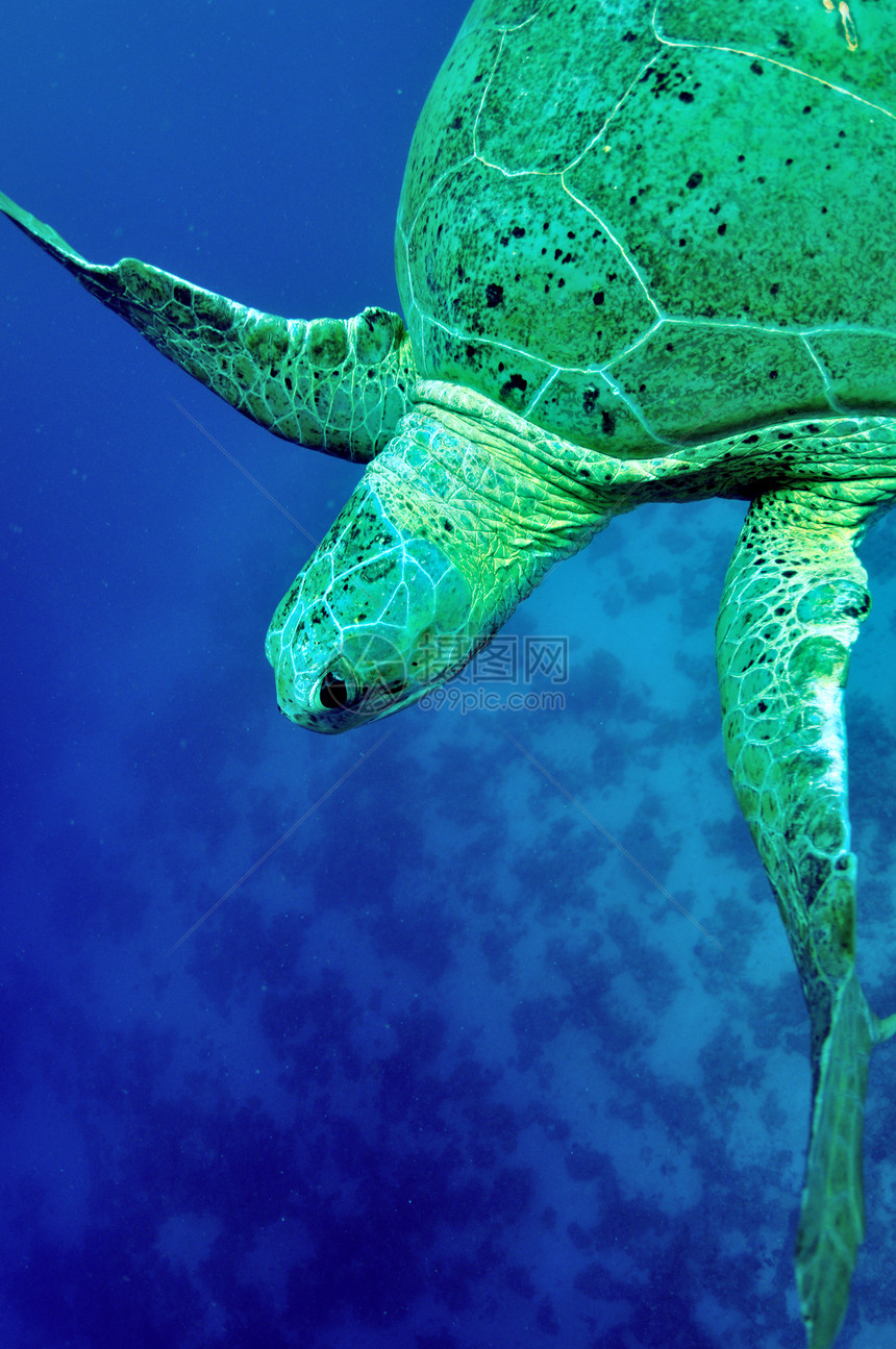 绿海龟环境生态海洋热带动物野生动物爬虫荒野蓝色两栖图片
