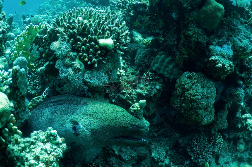 珊瑚礁中的海海鳗动物蓝色海洋鳗鱼珊瑚图片