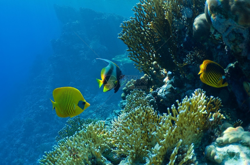 珊瑚和鱼类热带活力殖民地海景旗鱼神仙鱼团体动物蓝色海洋图片