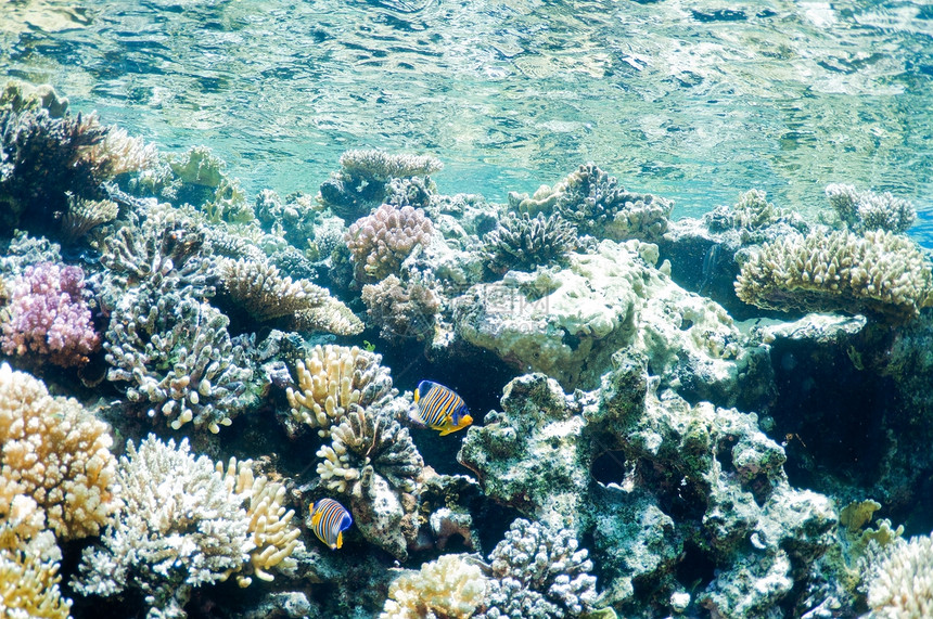水下景观荒野蓝色野生动物绿色神仙鱼殖民地珊瑚海洋热带阳光图片