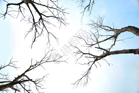光秃秃的树死树文摘死亡自然世界悲伤天空木头倾斜背景