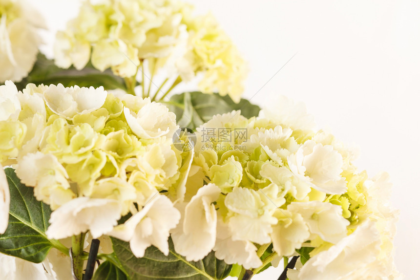 美丽的杂兰花展示绿色叶子花瓣礼物绣球花花园白色花头插花图片