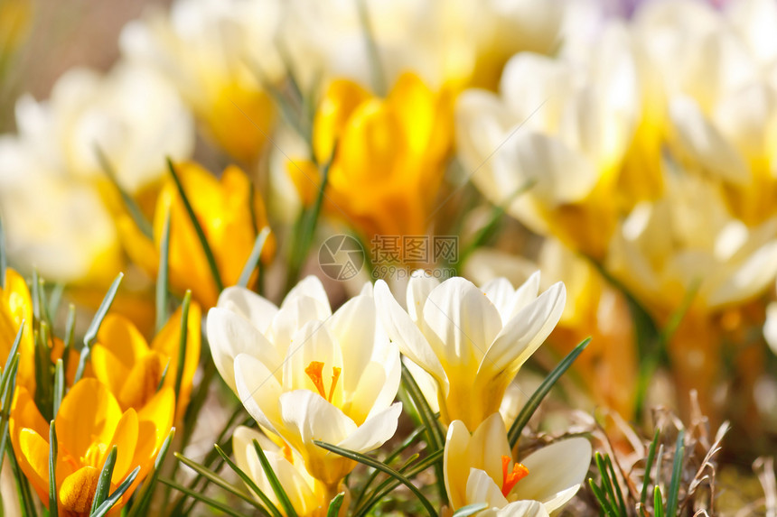美丽的春花野花场地植物群季节宏观植物花瓣花园晴天太阳图片
