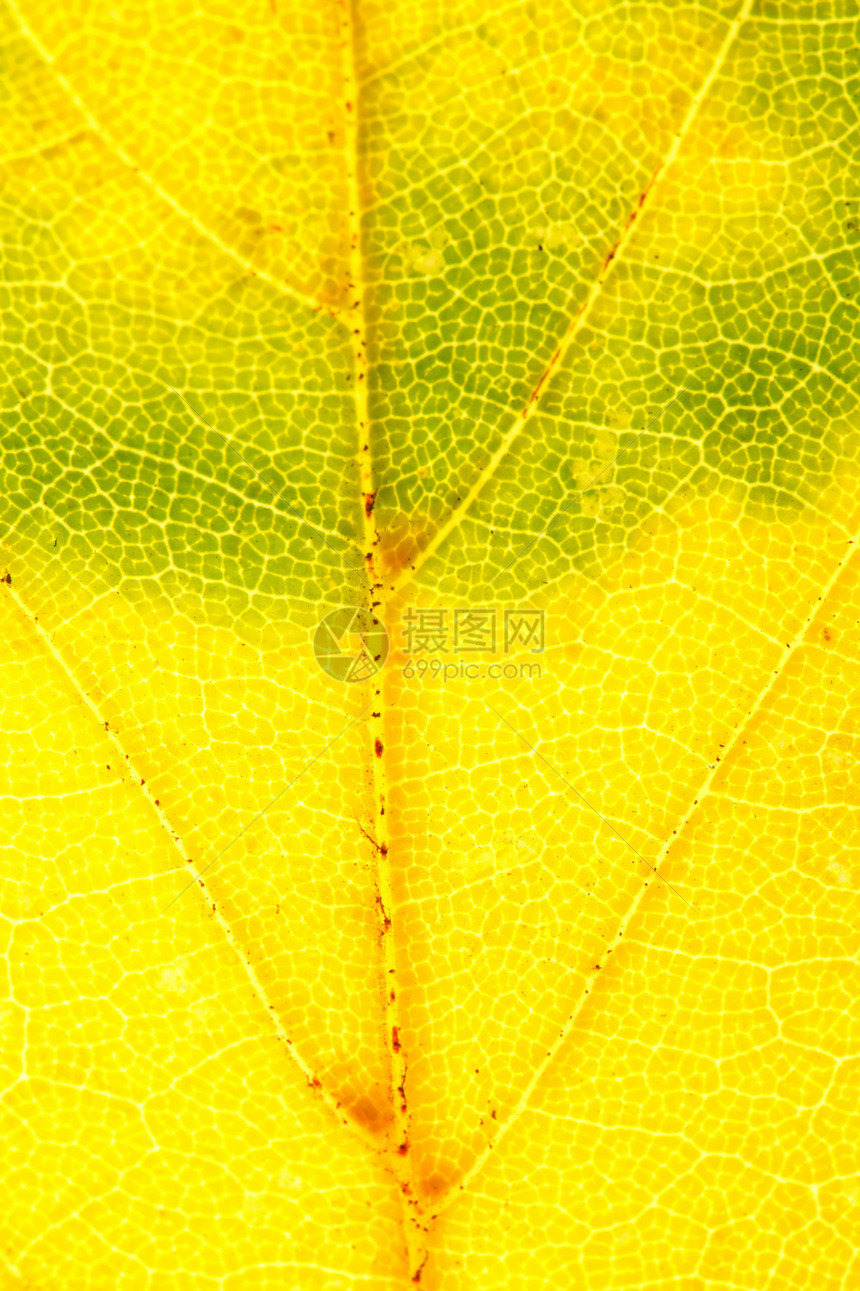 秋叶背景植物学树木季节公园纹理绿色宏观黄色季节性叶子图片