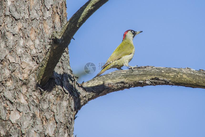 欧洲绿色木鸟 坐在树枝上生物翅膀男性农村啄木鸟学习歌曲荒野季节眼睛图片