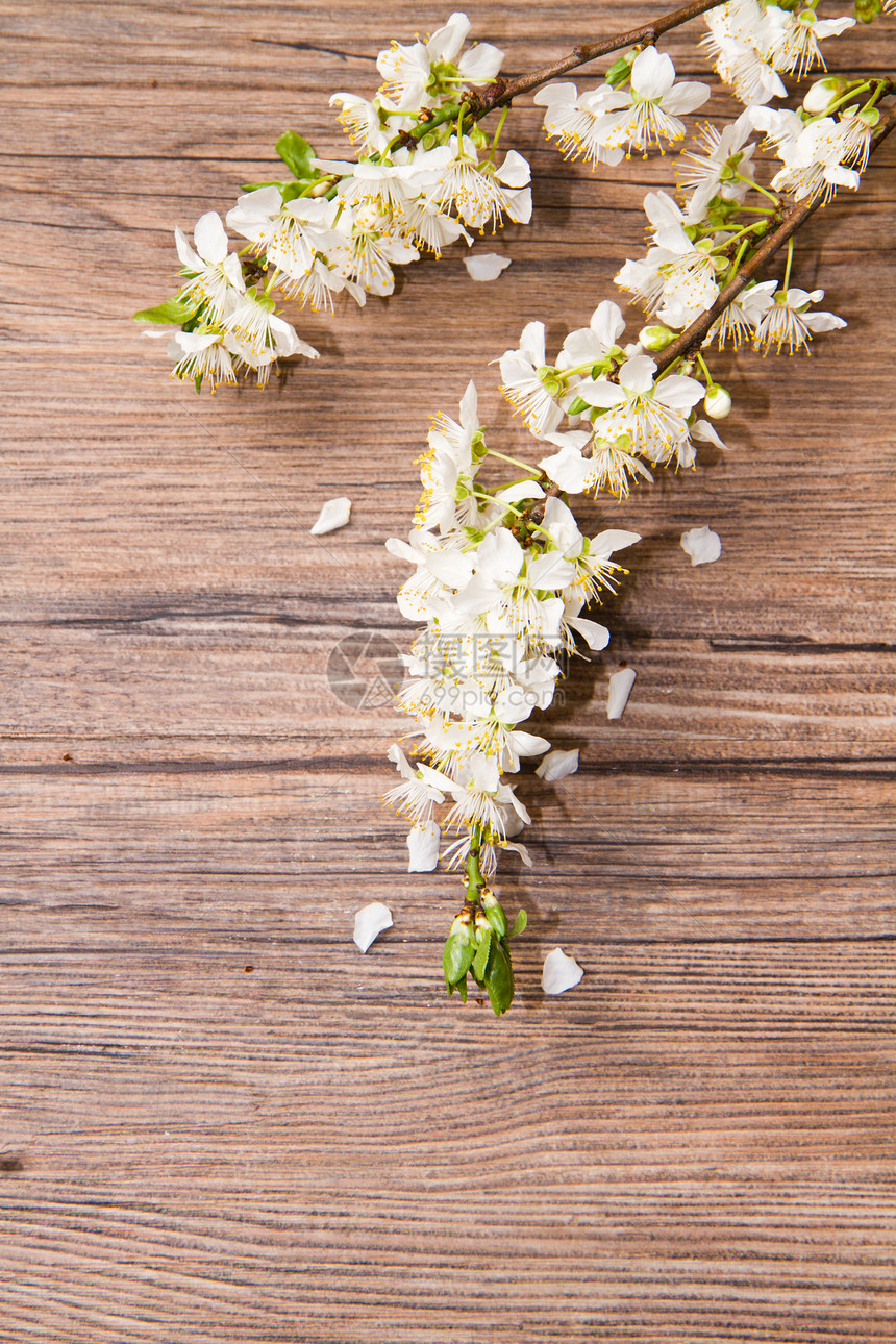 带春花的木材背景香气射线脆弱性雌蕊樱花树叶果园花朵花瓣园艺图片