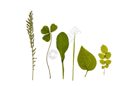 不同种类的叶子活力植物群植物学绿色标本馆静脉生长植物三叶草宏观背景图片