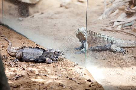 动物园的大蜥蜴龙公园蜥蜴生物异国热带监视器荒野皮肤舌头眼睛背景图片