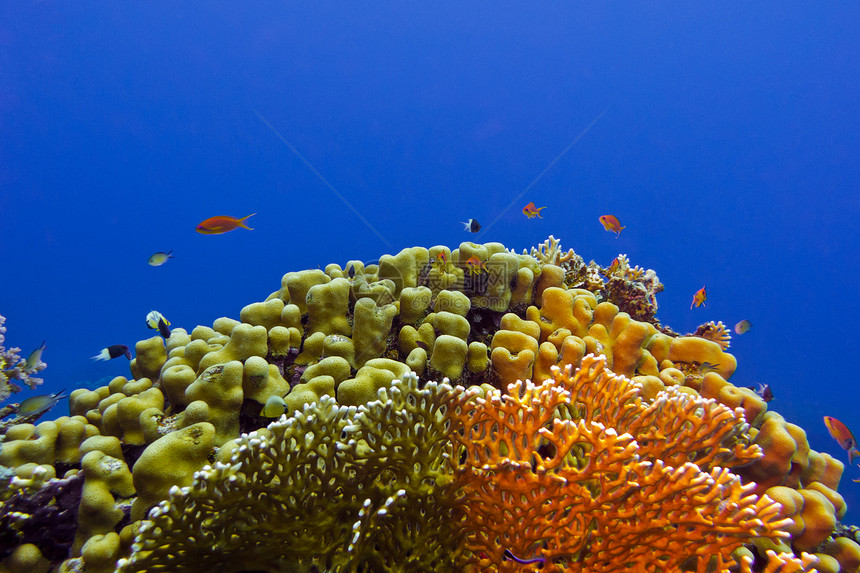 位于埃吉普特的红海底部有美丽的黄硬珊瑚的珊瑚礁图片