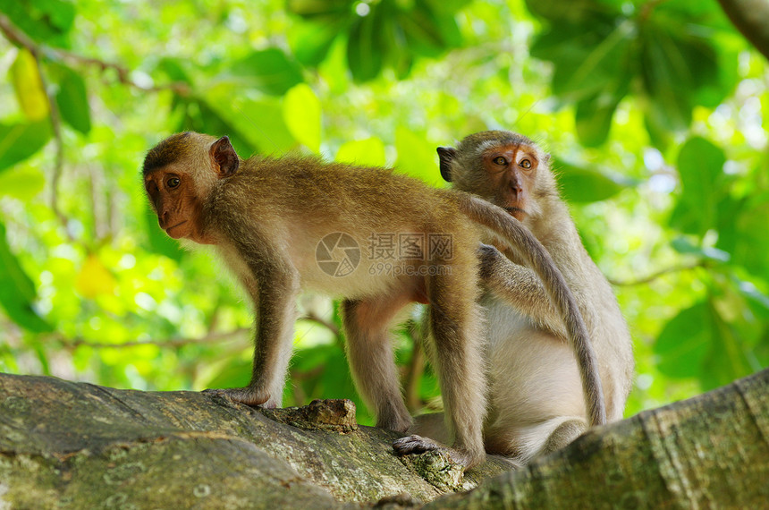 猴子猴动物异国脊椎动物灵长类猕猴毛皮丛林棕色生物荒野图片