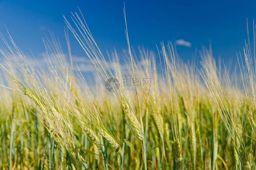 绿小麦田和多云的天空风景环境城市谷物土地植物阳光文化场地季节图片