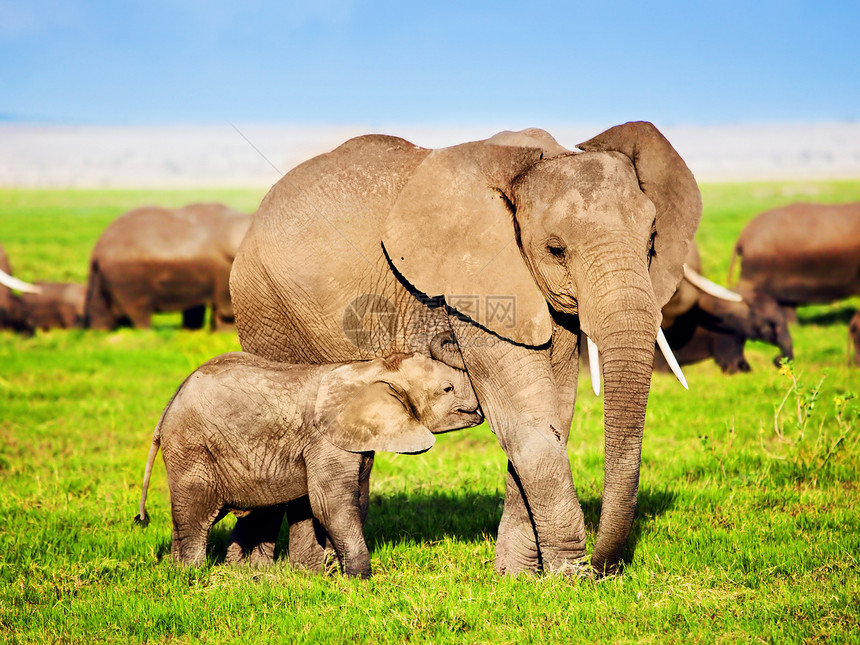 热带草原上的大象家庭 肯尼亚安博塞利的Safari 肯尼亚 非洲游客动物哺乳动物环境旅行晴天树干荒野旅游国家图片