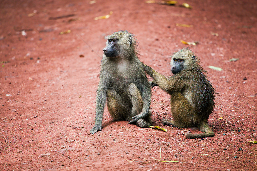 非洲灌木中的猴公园森林国家热带衬套野生动物毛皮红色棕色动物图片