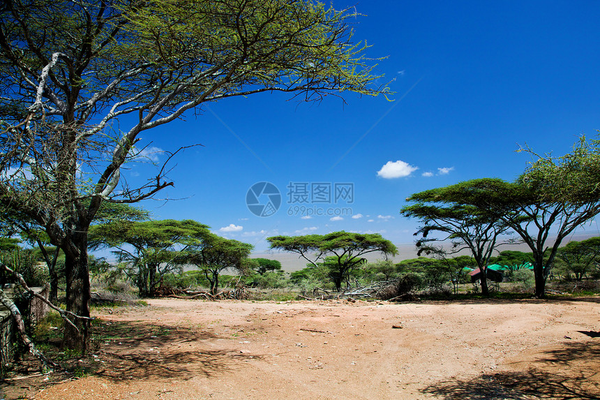 非洲萨瓦纳景观 坦桑尼亚塞伦盖蒂大草原晴天野生动物荒野太阳蓝色天空气候日落旅行图片
