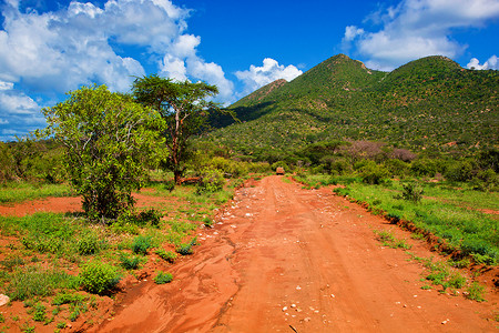 红地路 热带草原灌树 察沃西部 肯尼亚 非洲环境天空衬套植物群大草原旅行土壤公园荒野蓝色背景图片