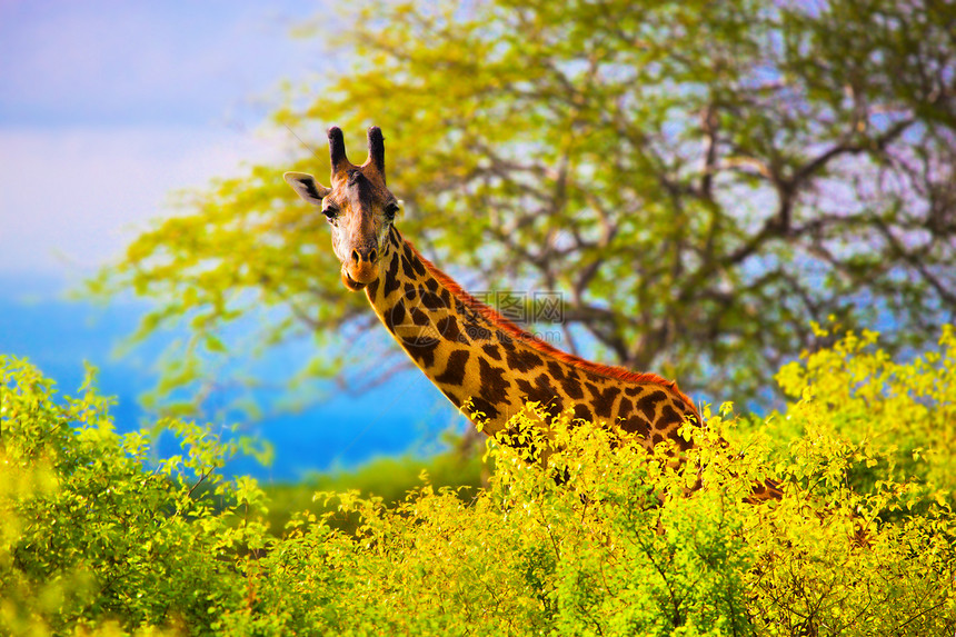 在布什的长颈鹿 西察沃野生动物园 肯尼亚 非洲晴天耳朵脖子动物群动物反刍动物树木喇叭天空草原图片