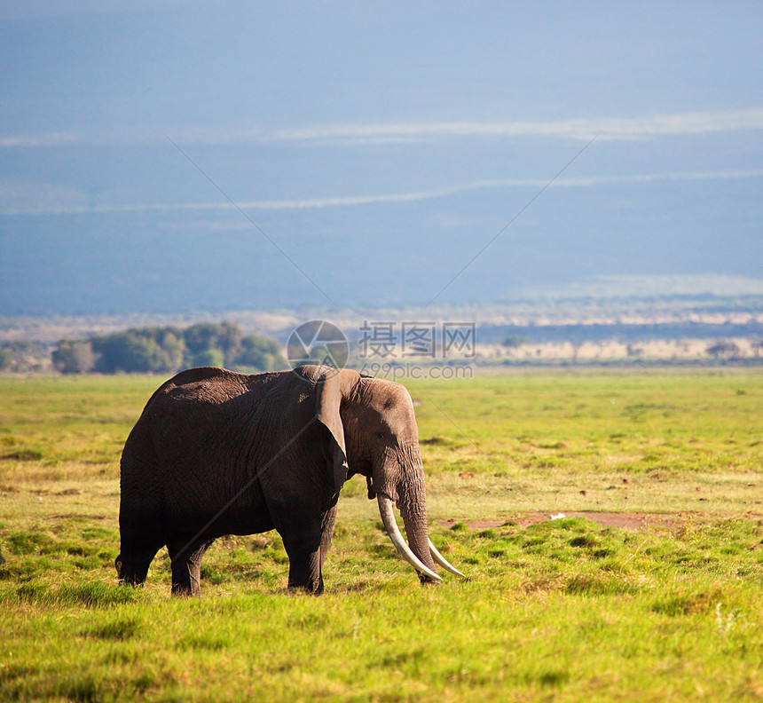肯尼亚安博塞利的Safari 肯尼亚 非洲野生动物哺乳动物旅行獠牙环境树干旅游家庭草原游客图片