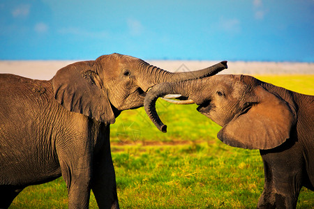 在肯尼亚安博塞利的Safari 肯尼亚 非洲动物野生动物蓝色享受獠牙橙子大草原天空草原乐趣背景图片