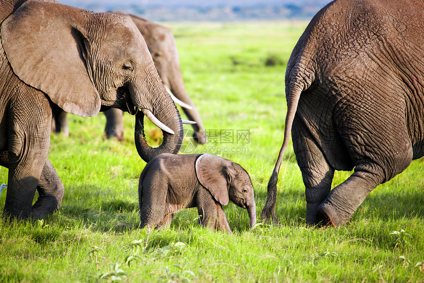 热带草原上的大象家庭 肯尼亚安博塞利的Safari 肯尼亚 非洲树干晴天国家环境橙子天空獠牙旅游野生动物动物图片