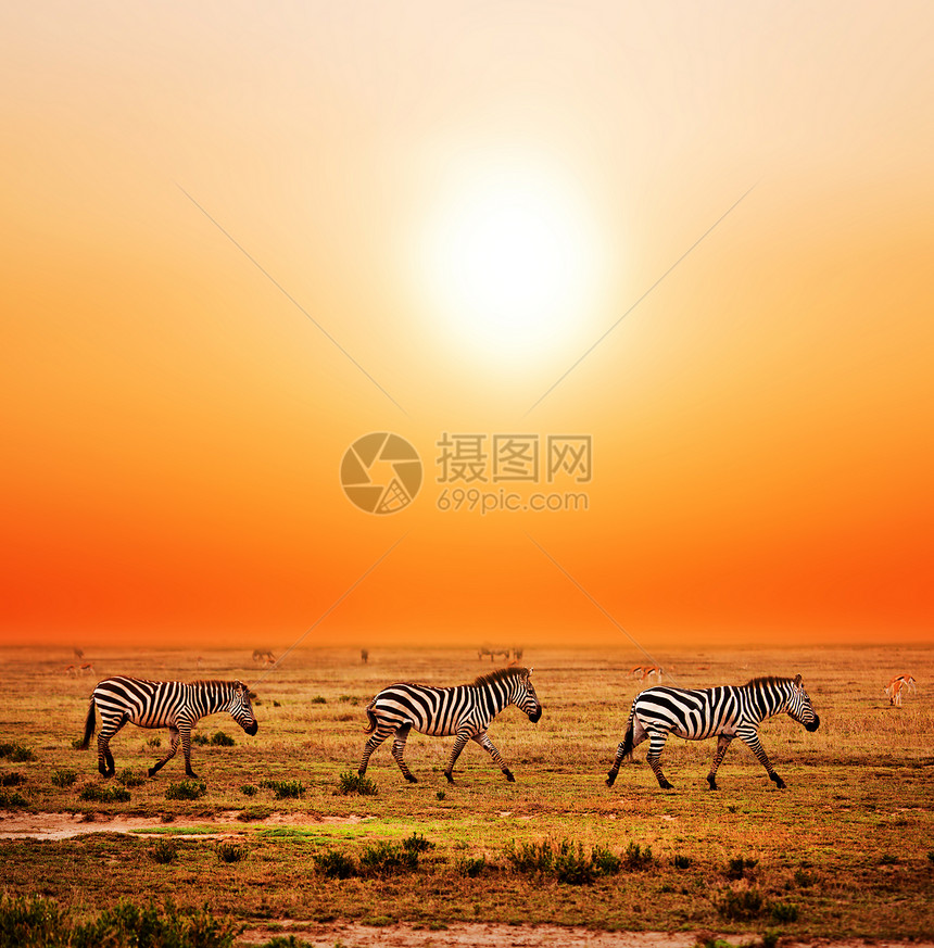 斑马在日落时在非洲草原上放牧野生动物游戏荒野条纹大草原太阳风景土地晴天动物图片