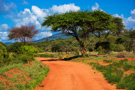 红地路 热带草原灌树 察沃西部 肯尼亚 非洲丘陵植物群衬套大草原生态天空地面植物旅行国家背景图片
