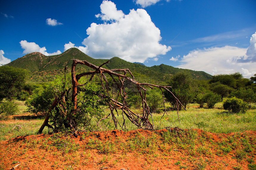 布什和热带草原地貌 察沃西部 肯尼亚 非洲图片